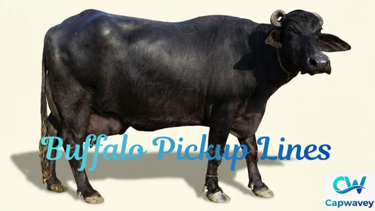 Buffalo Pickup Lines