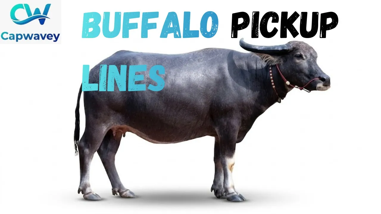 Buffalo Pickup Lines