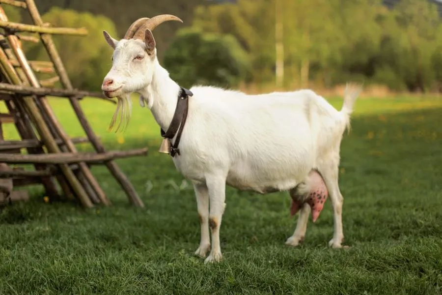 Goat Pickup Lines