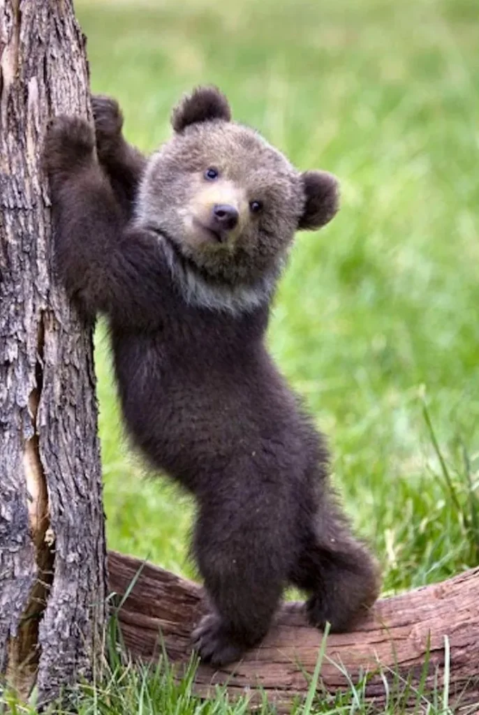 Bear Pickup Lines