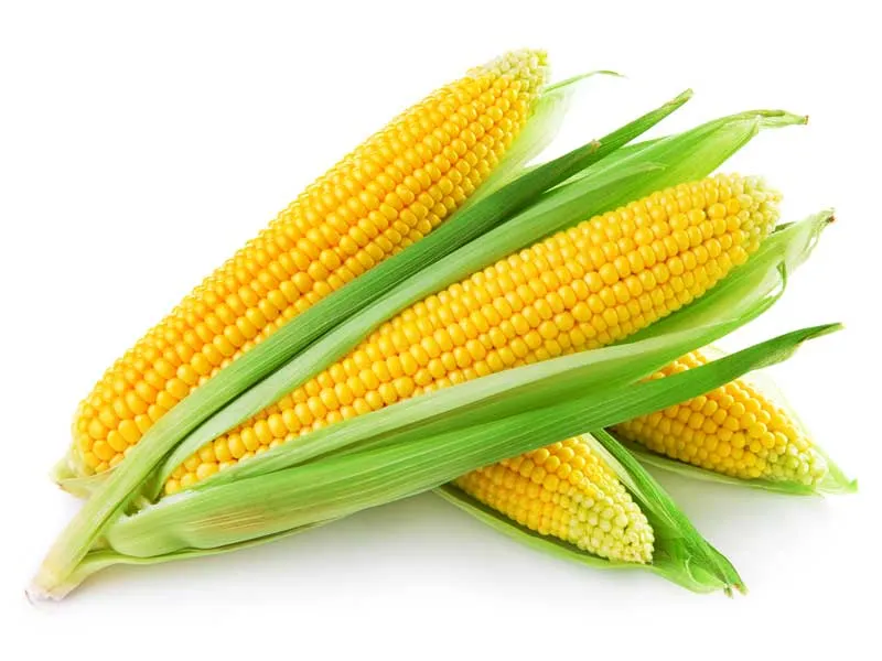 Corn Pickup Lines