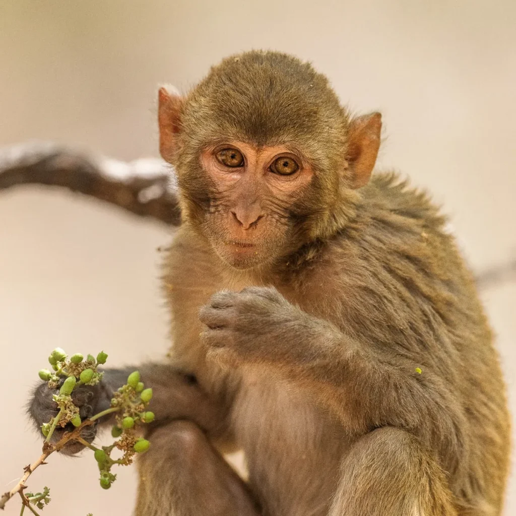 Monkey Pickup Lines