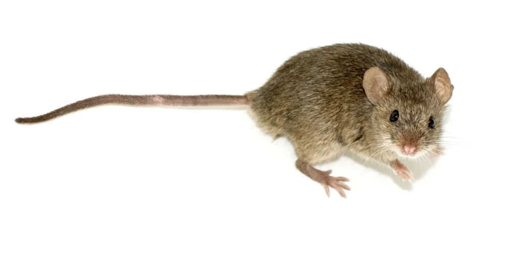 Mouse Pickup Lines