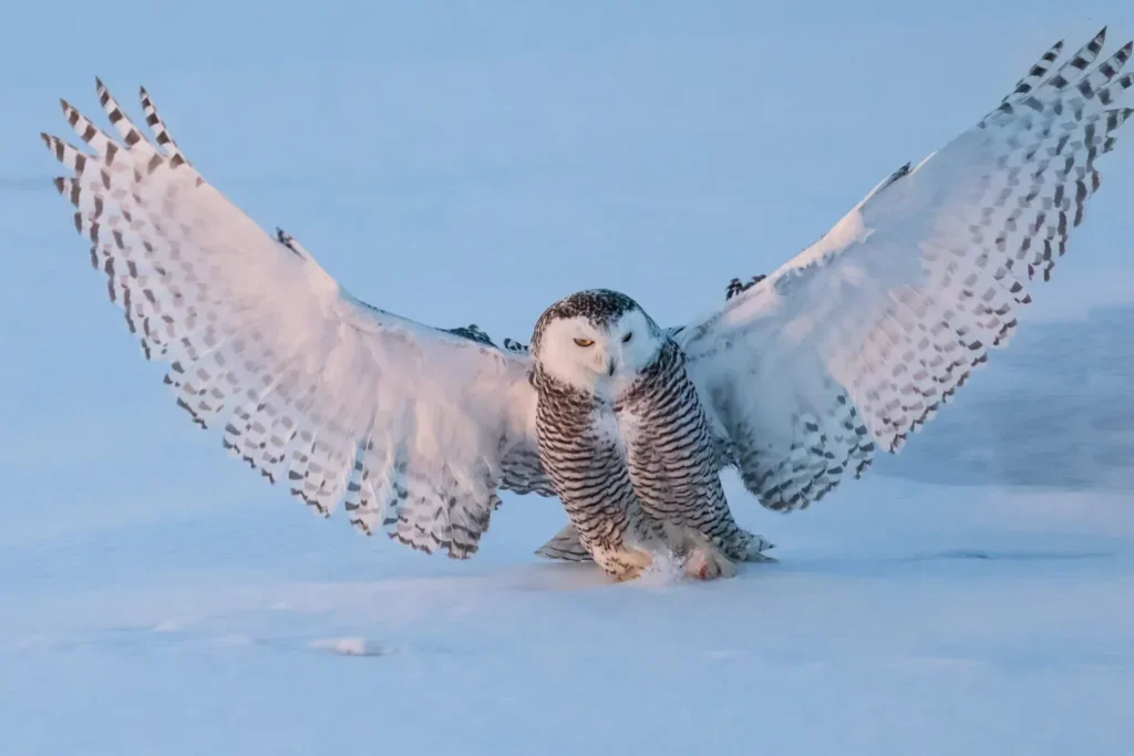 Owl Pickup Lines