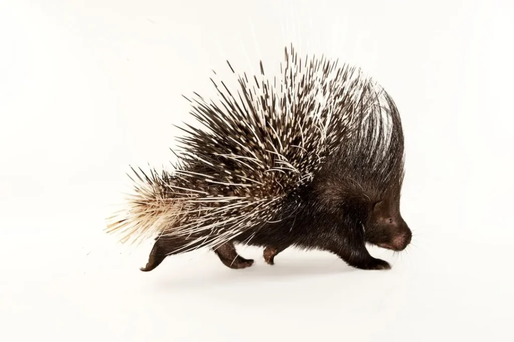 Porcupine Pickup Lines