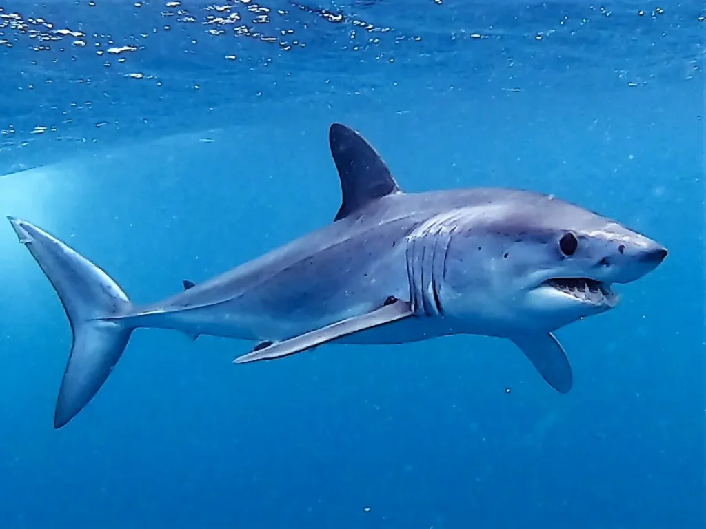 Shark Pickup Lines