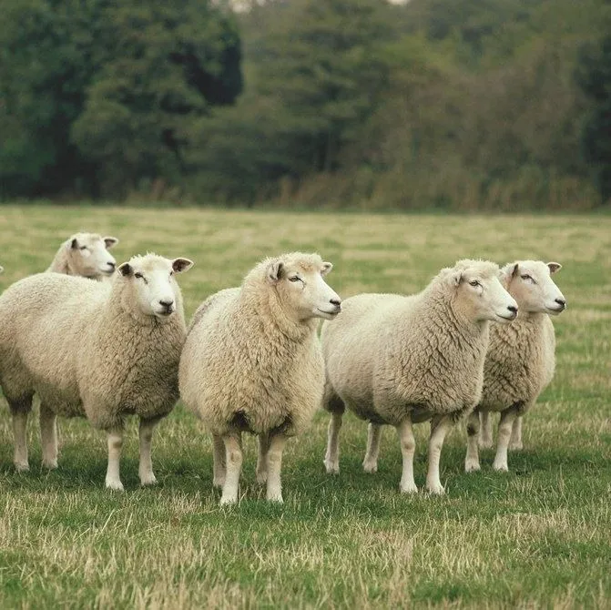 Sheep Pickup Lines
