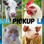 Animal Pickup Lines