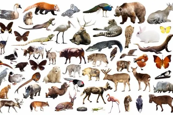 Animal Pickup Lines