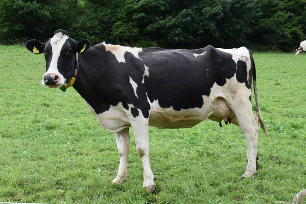 Cow Pickup Lines