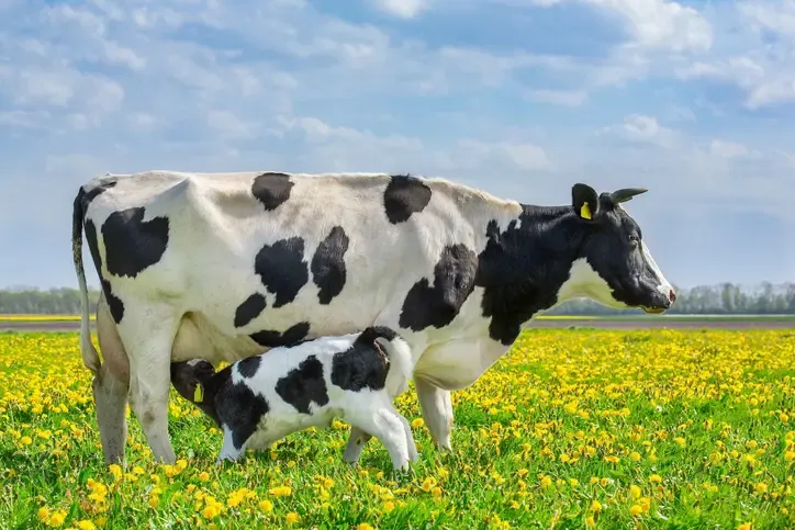 Cow Pickup Lines