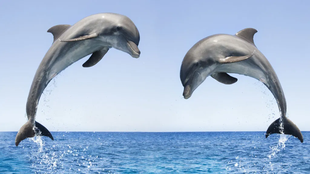 Dolphin Pickup Lines