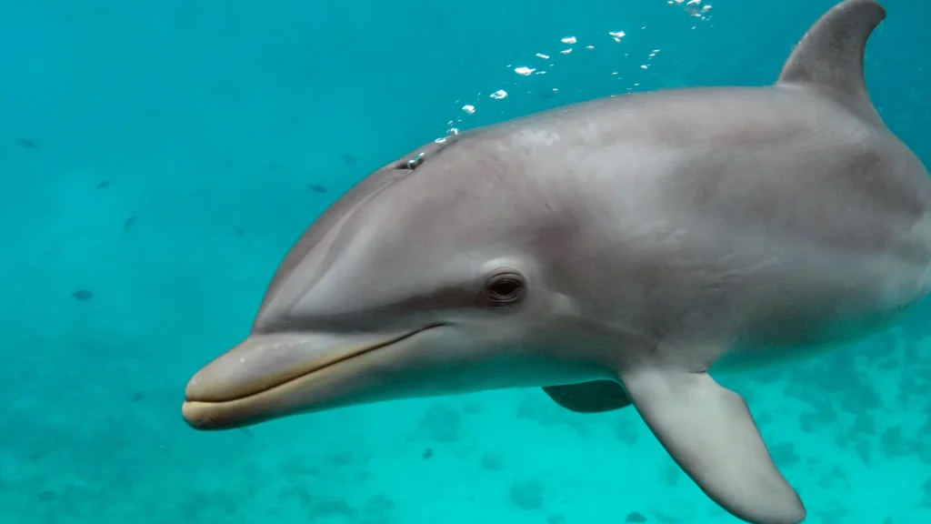 Dolphin Pickup Lines