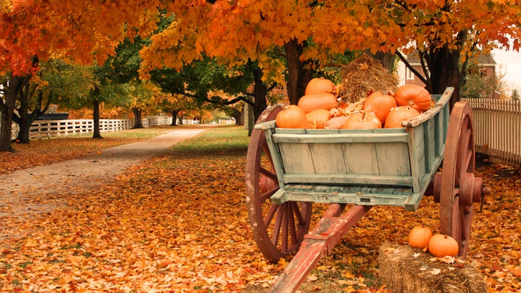 Fall Pickup Lines