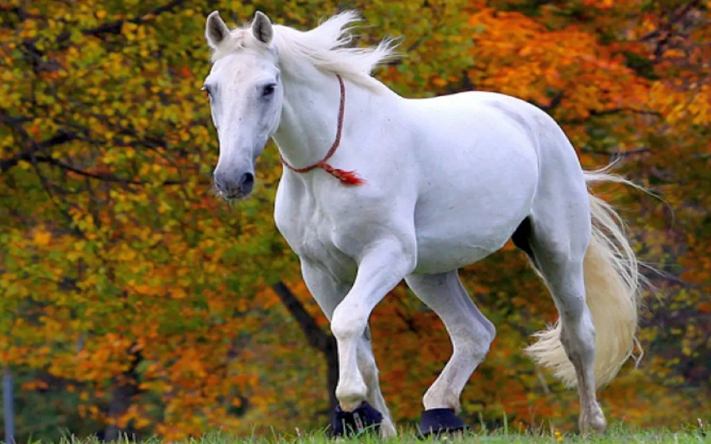 Horse Pickup Lines