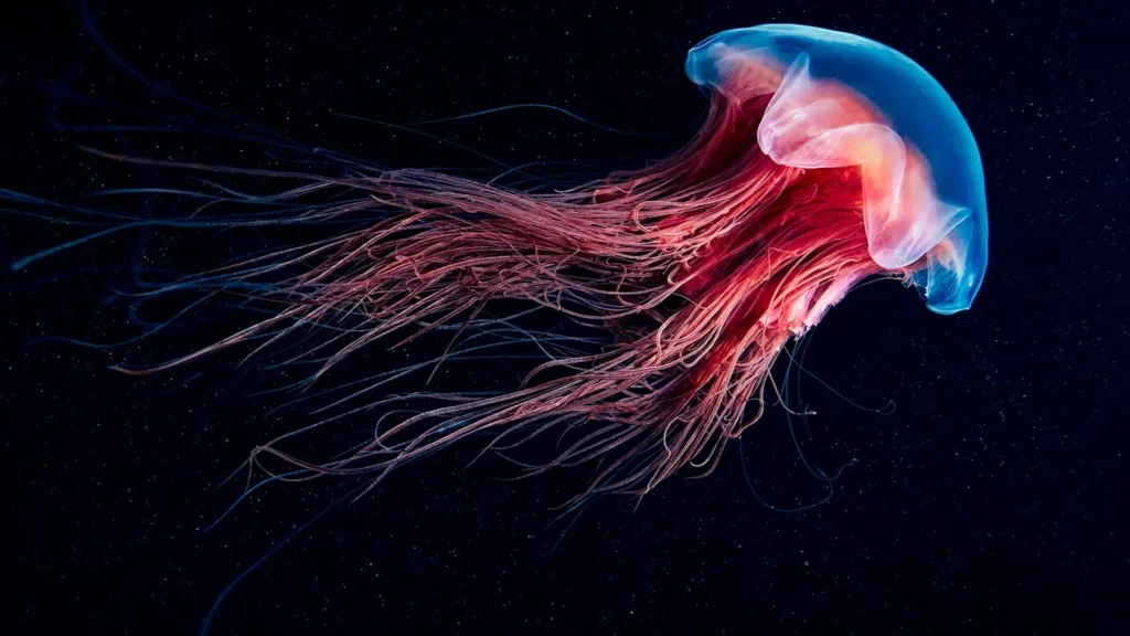 Jellyfish Pickup Lines