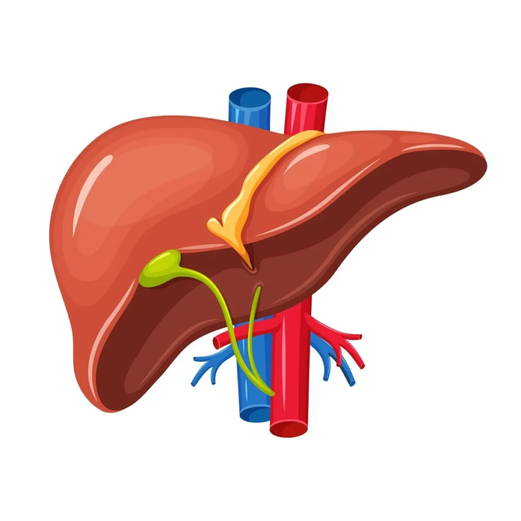 Liver Pickup Lines