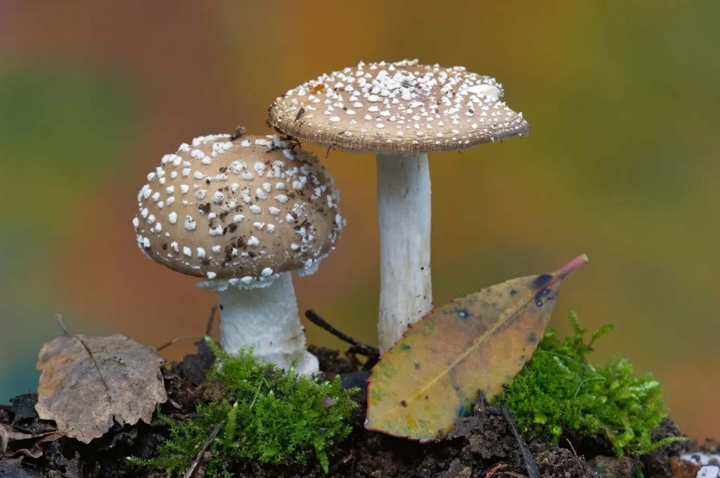 Mushroom Pickup Lines