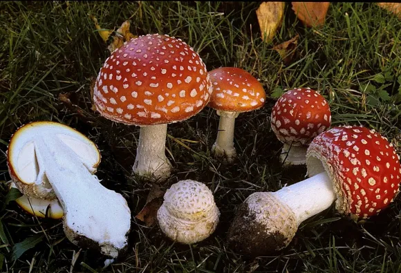 Mushroom Pickup Lines
