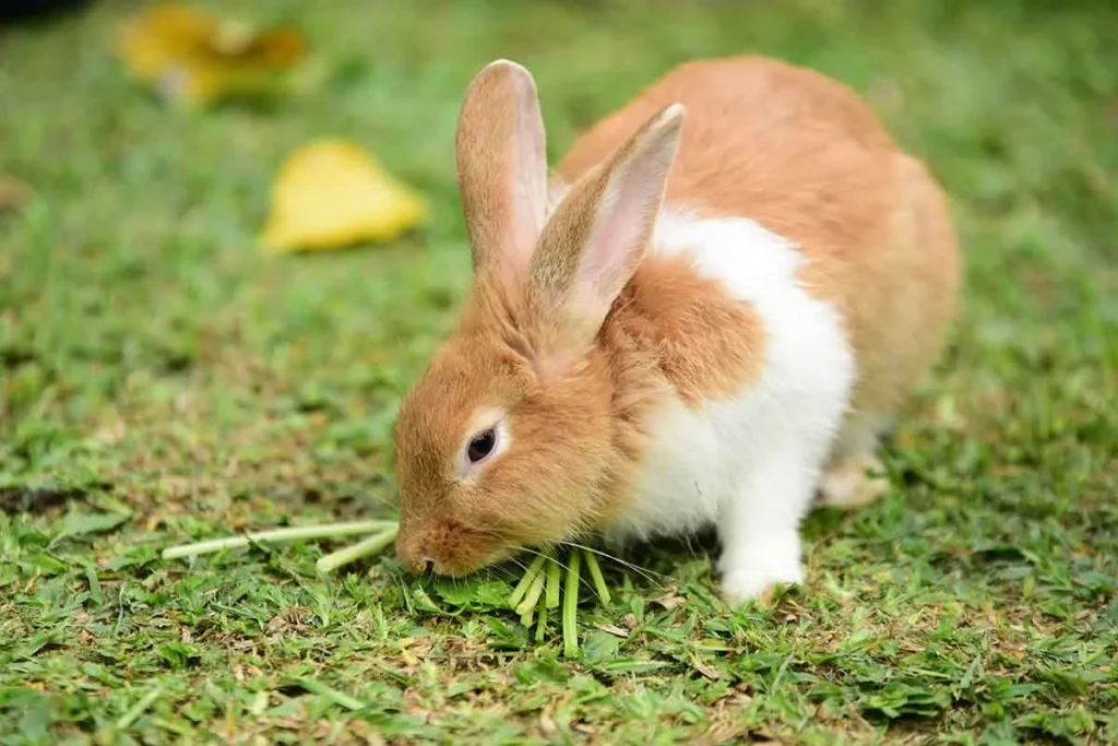 Rabbit Pickup Lines