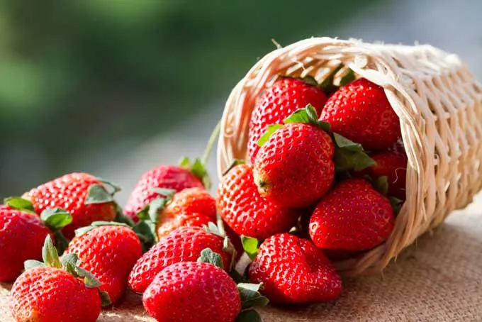 Strawberry Pickup Lines
